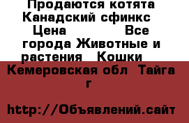 Продаются котята Канадский сфинкс › Цена ­ 15 000 - Все города Животные и растения » Кошки   . Кемеровская обл.,Тайга г.